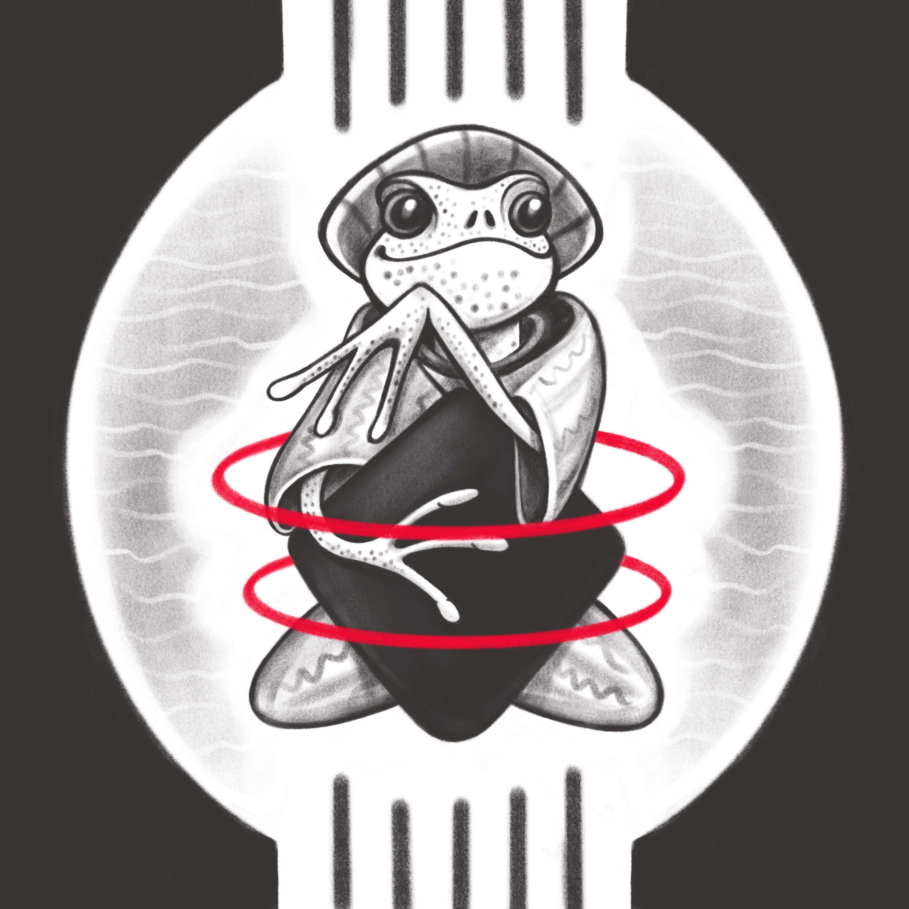 Toad